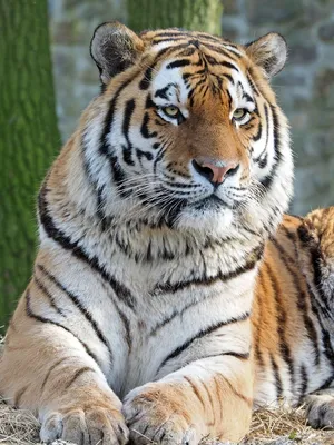 В Хабаровском крае тигры «берут в плен» местное население - МК