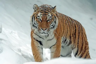 Амурский тигр, или уссурийский тигр (лат Panthera tigris altaica) |  Сибирский тигр, Тигр, Животные