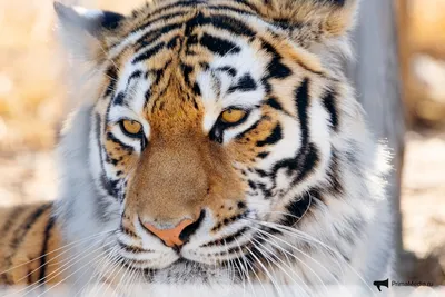 В истории с нападениями тигра на хозяйства Приморья появилась неожиданная  развязка - PrimaMedia.ru