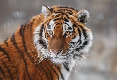 Год тигра 2022: как встречать и чего ждать - гороскоп