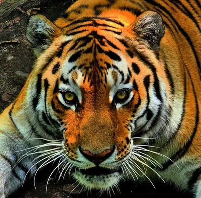 31 июля – День тигра
