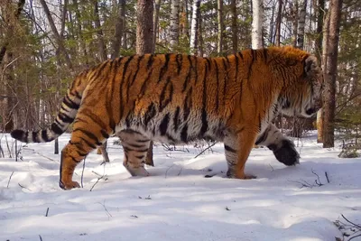 Кабан должен спасти людей от амурского тигра - «Экология России»