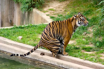 В индийском парке засняли тигра-невидимку