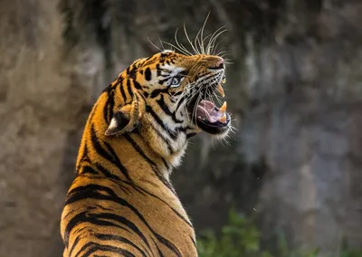 Фотообои бумажные «Бенгальский тигр» 139х139 cм по цене 325 ₽/шт. купить в  Москве в интернет-магазине Леруа Мерлен