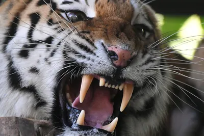 В России отмечается Международный день тигра - Газета.Ru | Новости