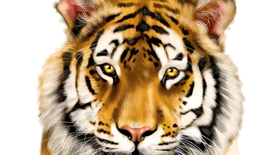 340 641 рез. по запросу «Белый тигр» — изображения, стоковые фотографии,  трехмерные объекты и векторная графика | Shutterstock