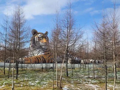 Балхашский тигр: названы детали и бюджет программы возвращения в Казахстан  | Inbusiness.kz