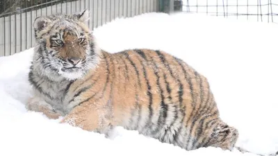 В Приморье доставили тигра, отловленного в Хабаровском крае - AmurMedia.ru