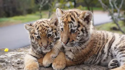 Новорожденные тигрята в провинции Юньнань - CGTN на русском