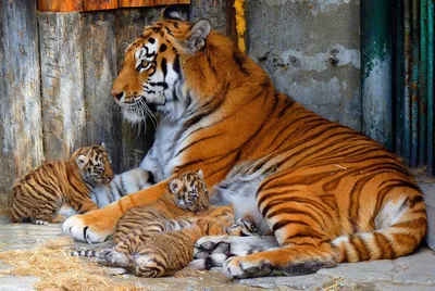 Опубликованы фото родившихся в Большереченском зоопарке тигрят - Общество