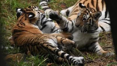В зоопарке выбирают имена для тигрят ::Выксунский рабочий