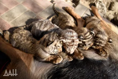 В Казахстане выпустят четырех тигрят из России для возрождения популяции -  РИА Новости, 09.09.2022