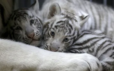 Администрация зоопарка опубликовала первые фотографии родившихся месяц тому  назад тигрят