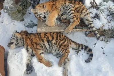 Названа предварительная причина гибели тигрят в Хабаровском крае - KP.RU