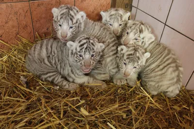 В Новосибирском зоопарке родилось 25 тигрят | Хорошие Новости | Дзен