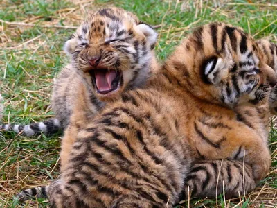 Полосатые малыши: впервые в парке Владивостока появились на свет тигрята -  EAOMedia.ru