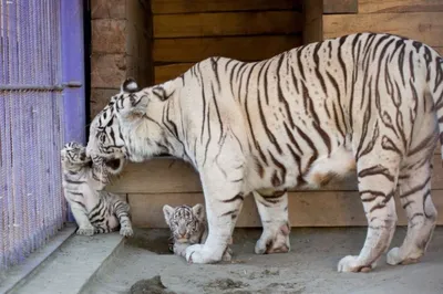 В Клайпедском зоопарке тигрица привела 5 белых тигрят - Delfi RU