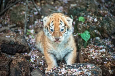 Четырех тигрят из России выпустят в Казахстане для возрождения популяции -  09.09.2022, Sputnik Казахстан