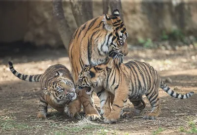 Тигрята в руках людей: умилительная фотоподборка в День тигра - 29.07.2020,  Sputnik Таджикистан