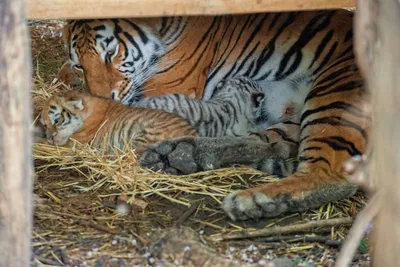 Скрытые камеры показали рождение двух редких тигрят в британском зоопарке -  новости Израиля и мира