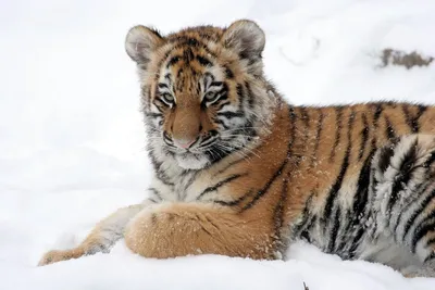 В Васильевке родились маленькие тигрята - Запорожье Vgorode.ua