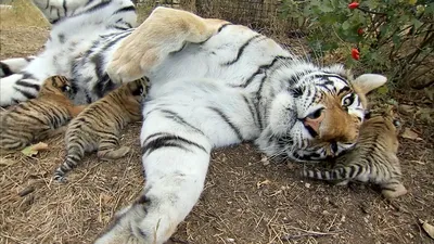 Полосатое пополнение: в Сихоте-Алинском заповеднике родились 5 тигрят |  Русское географическое общество | Дзен