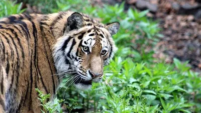 Новости об тигрята. Самые свежие новости об тигрята сегодня в Украине на  Golos.ua