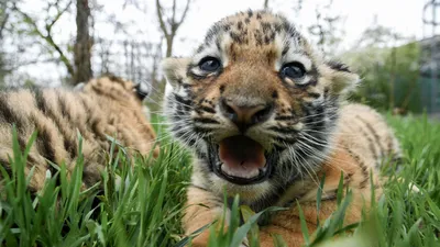 С начала года на севере Китая родились более 30 амурских тигрят - РИА  Новости, 25.05.2023