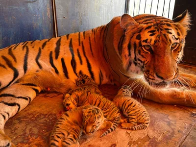 Останки двух тигрят нашли в лесу в Хабаровском крае - AmurMedia.ru