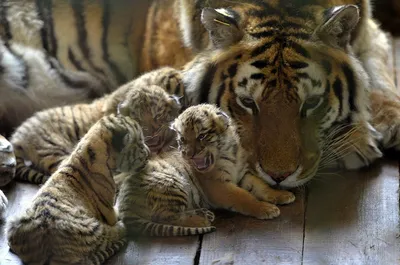 Китайский зоопарк показал четырех недельных амурских тигрят | Пикабу