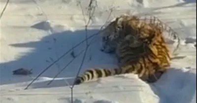 В крымском парке \"Тайган\" родились шесть редких амурских тигрят -  Российская газета