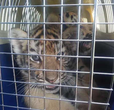 Названа причина гибели тигрят, обнаруженных под крыльцом дома в Хабаровском  крае