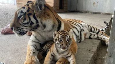 Тигрята-малыши