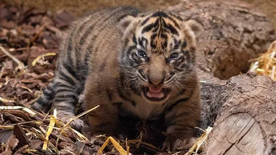 Реалистичное фото амурских тигрят в …» — создано в Шедевруме