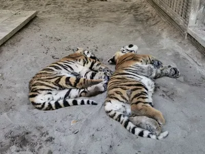 В карагандинском зоопарке выбирают имена для родившихся тигрят