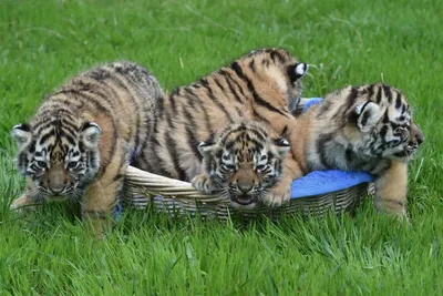 В Парке маньчжурских тигров в Хэйлунцзяне появились первые в этом году  тигрята (2)