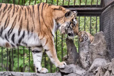 Популяция амурских тигров может появиться в Казахстане