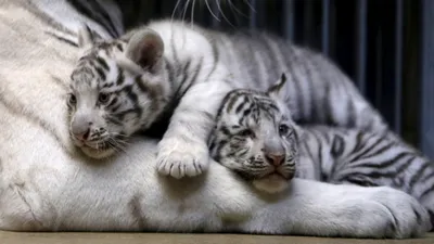 Барнаульцев приглашают на Праздник тигра в зоопарк - Толк 27.07.2023
