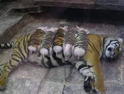 ФОТО) В кишиневском зоопарке показали месячных тигрят - Nokta