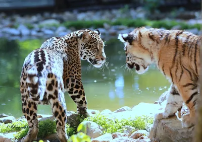 В барнаульском зоопарке показали новорожденных бенгальских тигрят |  ОБЩЕСТВО | АиФ Барнаул