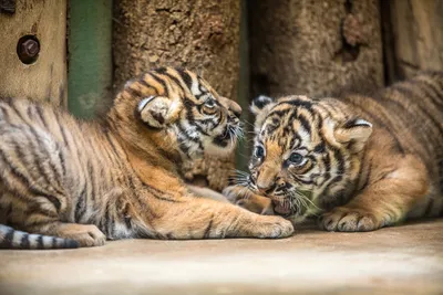 Фото дня: в парке Тайган показали новорожденных тигрят | Фотогалереи |  Известия