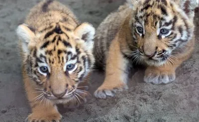 Игривые амурские тигрята попали на снимок фотоловушки в Приморье - Новости  РГО