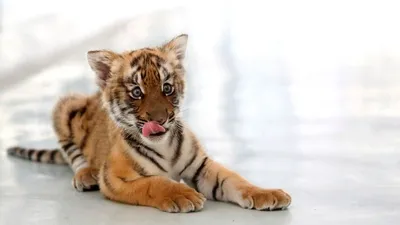 Стало известно, сколько тигрят родилось в Новосибирском зоопарке - 27 мая  2017 - НГС.ру
