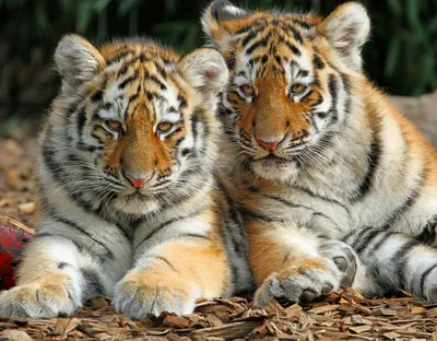 В Клайпедском зоопарке на свет появились необычные тигрята - Delfi RU