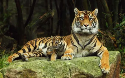 Фото тигров и леопардов 