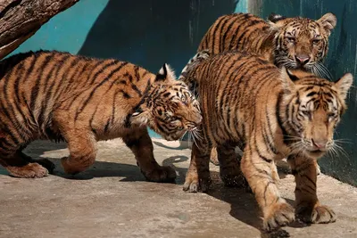 Мир тигров и леопардов глазами детей предстанет на новых календарях | Фонд  «Феникс»