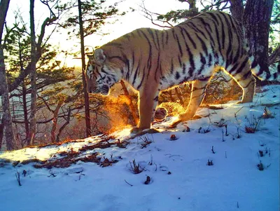 Почему важно сохранять тигров и леопардов - Российская газета