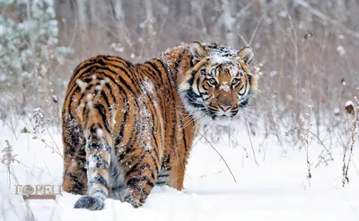 Искусственный интеллект будет считать тигров и леопардов - KP.RU