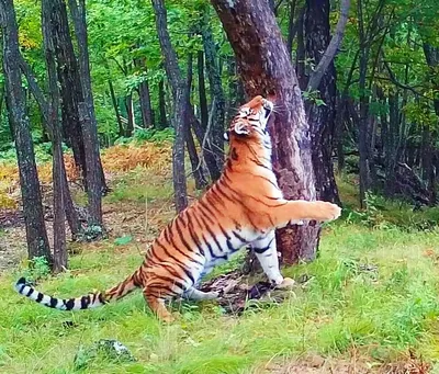 Красота тигров и леопардов из Приморья поразила экспертов | 102.7 FM  Частота общения