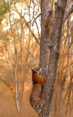Тигров и леопардов в Большереченском зоопарке переведут в вольеры в  естественной среде | 12 канал